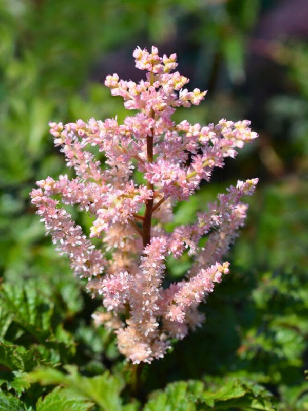 Astilbe x crispa 'Perkeo', Krause Zwergspiere 'Perkeo' im Onlineshop der Bohlken Baumschulen