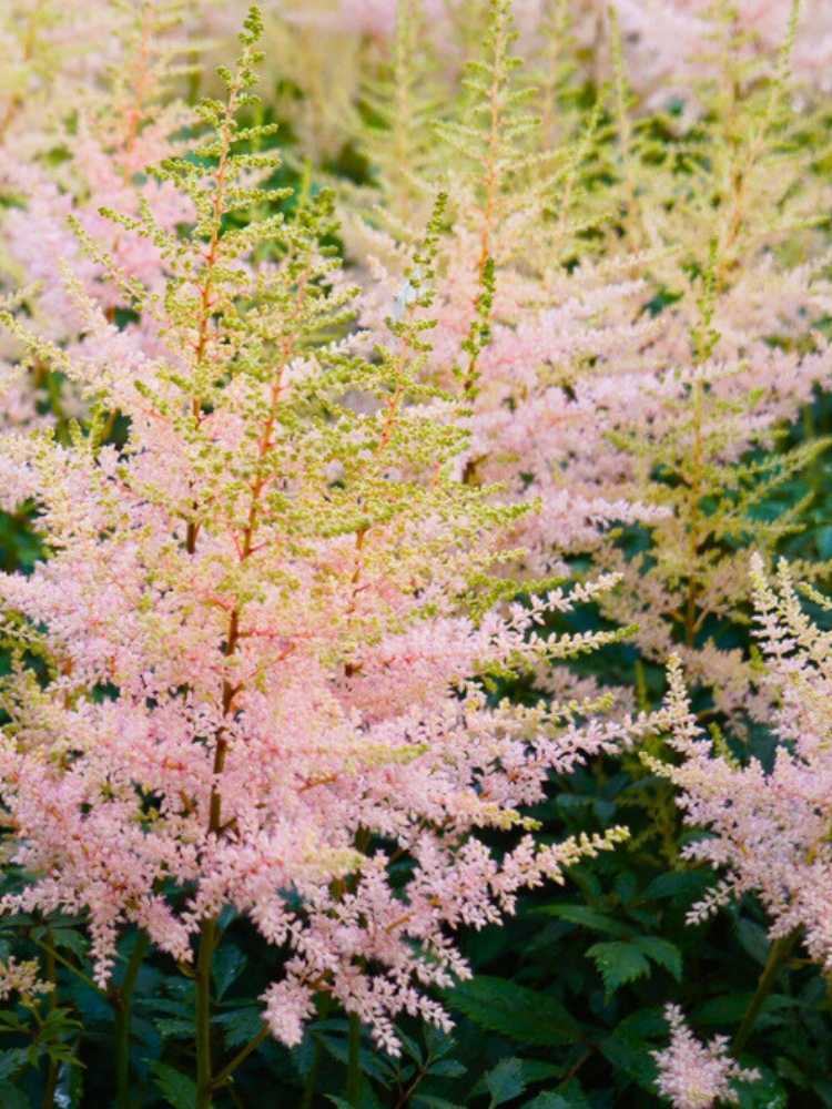 Astilbe x glaberrima 'Hennie Graafland', Kahle Prachtspiere 'Hennie Graafland' im Onlineshop der Bohlken Baumschulen