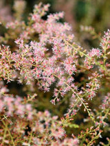 Astilbe x glaberrima 'Sprite', Prachtspiere 'Spirit' im Onlineshop der Bohlken Baumschulen