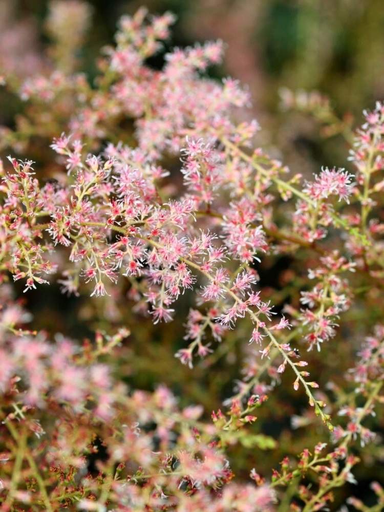 Astilbe x glaberrima 'Sprite', Prachtspiere 'Spirit' im Onlineshop der Bohlken Baumschulen