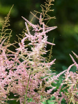 Astilbe x glaberrima 'Sprite', Prachtspiere 'Spirit' im Onlineshop der Bohlken Baumschulen