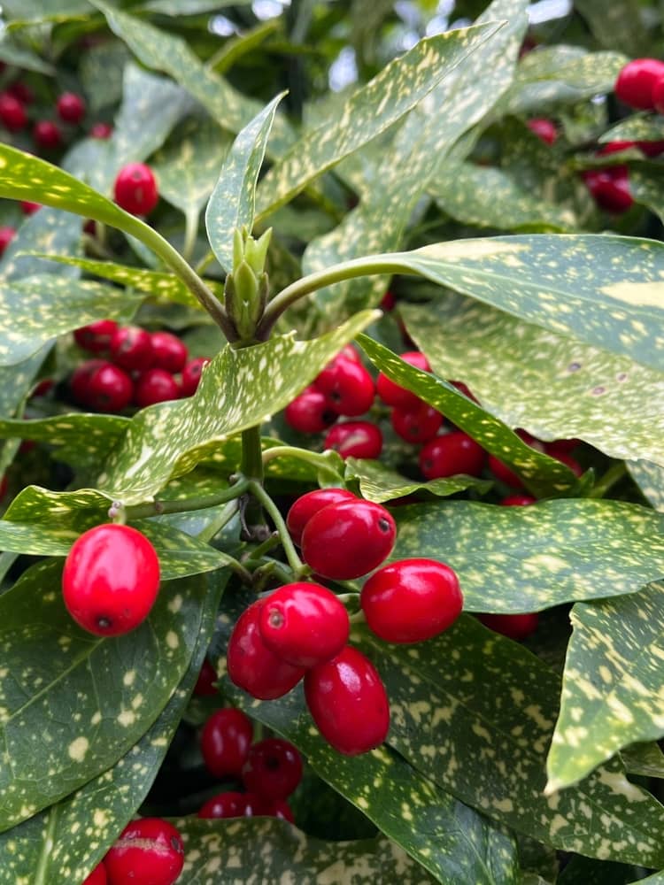 Aucuba japonica 'Variegata' mit Frucht, Pflanzen im Onlineshop von Bohlken Baumschulen