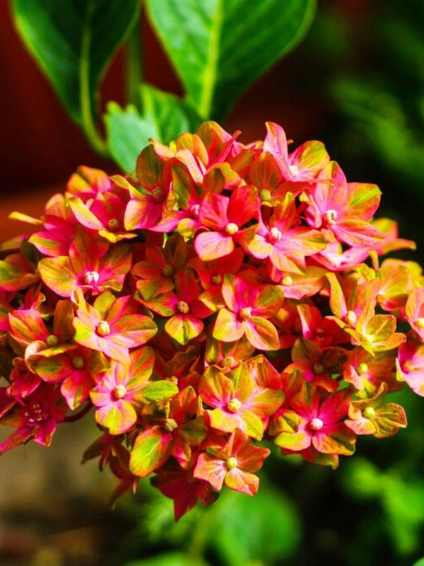 Hydrangea macrophylla 'Schloss Wackerbarth', Bauernhortensie 'Schloss Wackerbarth' ® im Onlineshop der Bohlken Baumschulen