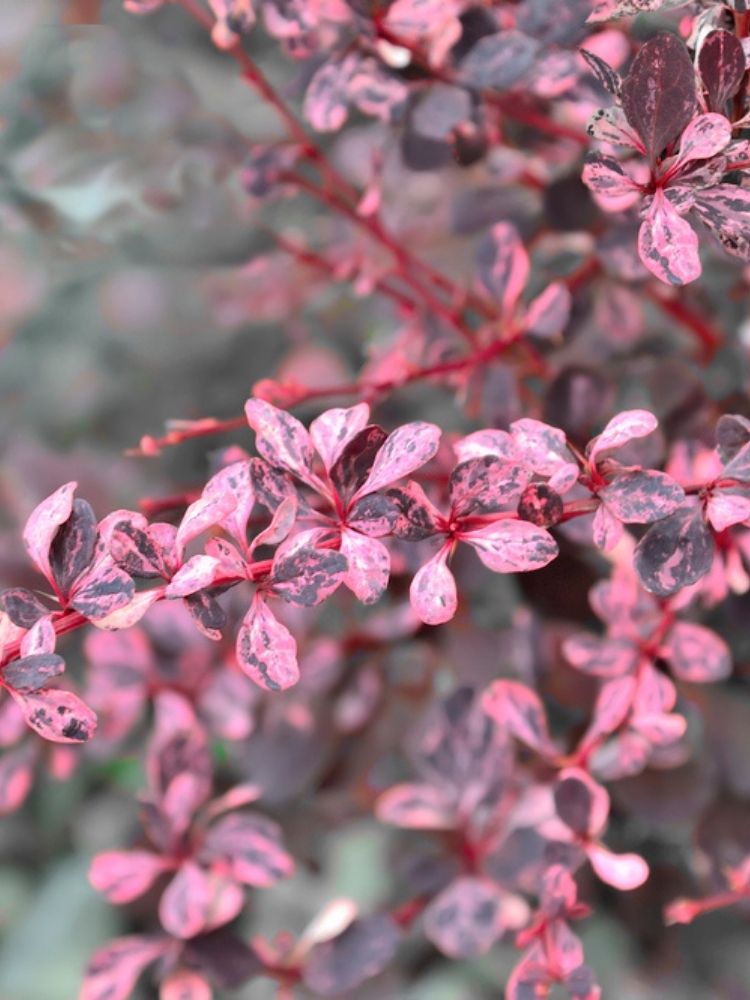 Berberis thunbergii 'Harlequin', Berberitze 'Harlequin' im Onlineshop der Bohlken Baumschulen