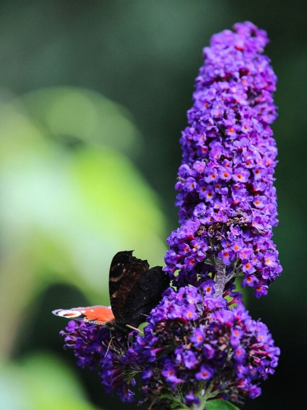 Buddleja davidii 'Rocketstar ® Indigo', Schmetterlingsflieder, Sommerflieder 'Rocketstar ® Indigo' im Onlineshop der Bohlken Baumschulen