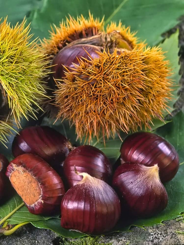 Castanea sativa 'Dorè de Lyon', Esskastanie, Marone 'Dorè de Lyon' im Onlineshop der Bohlken Baumschulen