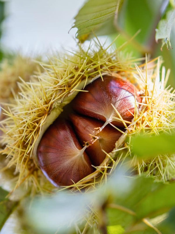 Castanea sativa 'Ecker 1', Esskastanie, Marone 'Ecker 1' im Onlineshop der Bohlken Baumschulen