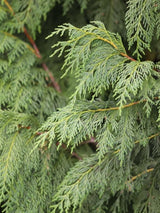 Chamaecyparis nootkatensis 'Pendula', Mähnenzypresse 'Pendula', Nutkazypresse im Onlineshop der Bohlken Baumschulen