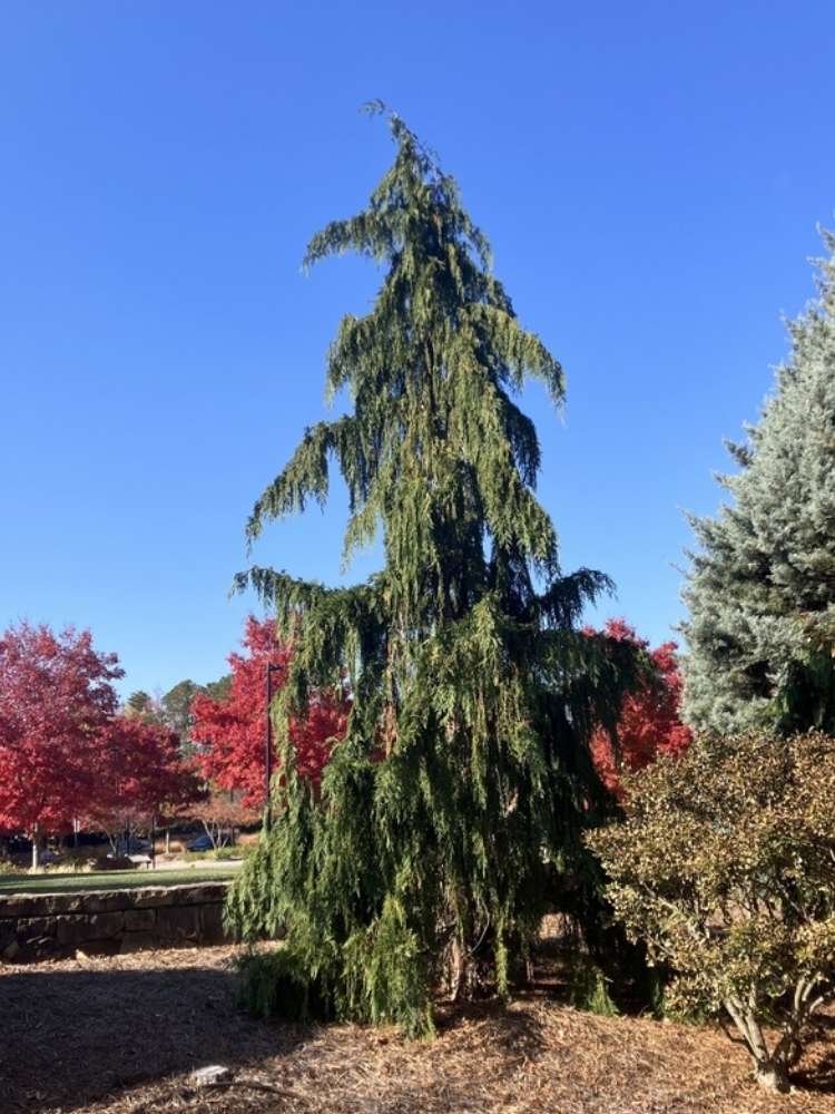 Chamaecyparis nootkatensis 'Pendula', Mähnenzypresse 'Pendula', Nutkazypresse im Onlineshop der Bohlken Baumschulen