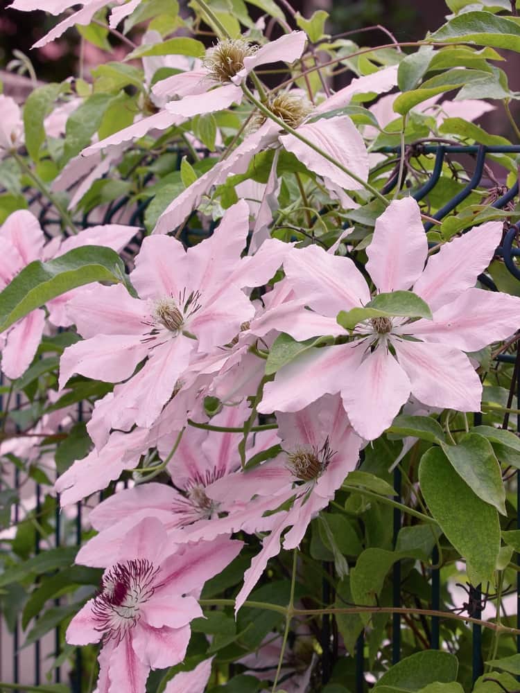 Waldrebe 'Pink Fantasy' | Clematis hybride 'Pink Fantasy' | kaufen im Onlineshop der Bohlken Baumschulen