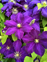 Waldrebe 'Viola' | Clematis Hybride 'Viola' | kaufen im Onlineshop der Bohlken Baumschulen