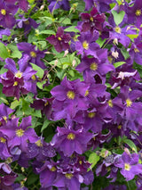 Waldrebe 'Viola' | Clematis Hybride 'Viola' | kaufen im Onlineshop der Bohlken Baumschulen