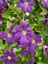 Waldrebe 'Viola' | Clematis Hybride 'Viola' | kaufen im Onlineshop der Bohlken Baumschulen