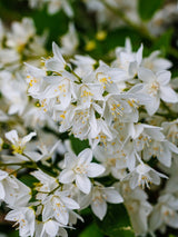 Artikelbild für Maiblumenstrauch Deutzia gracilis Onlineshop der Bohlken Baumschulen