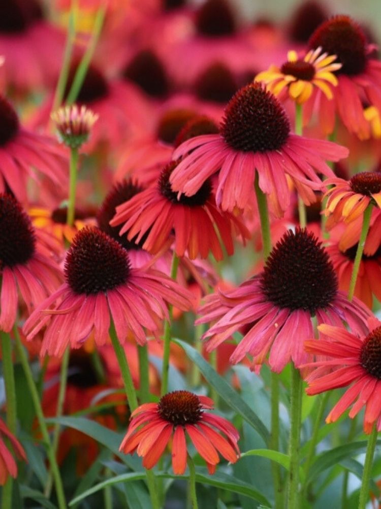 Echinacea purpurea 'Tomato Soup' ®, Scheinsonnenhut 'Tomato Soup' ® im Onlineshop der Bohlken Baumschulen