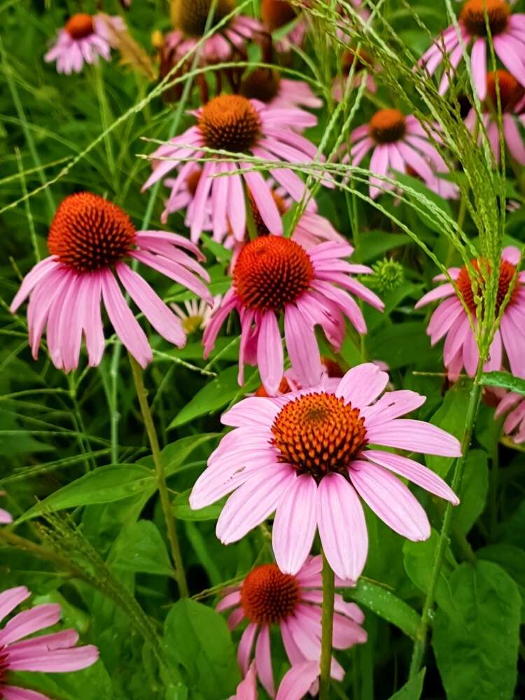 Echinacea angustifolia, Schmalblättriger Sonnenhut im Onlineshop der Bohlken Baumschulen