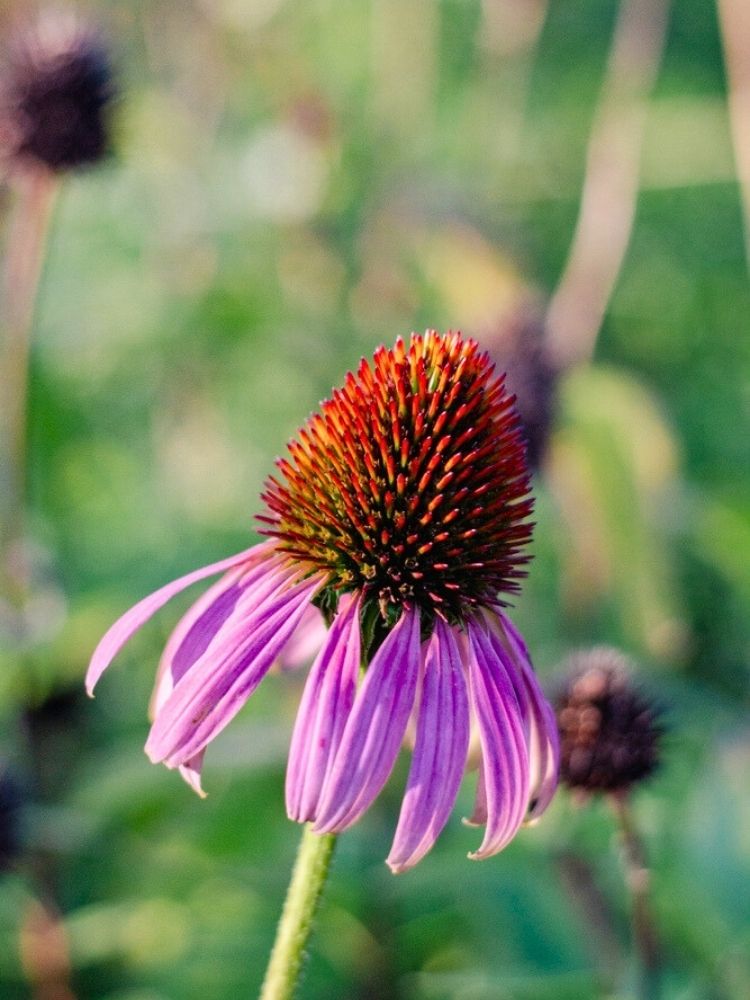 Echinacea angustifolia, Schmalblättriger Sonnenhut im Onlineshop der Bohlken Baumschulen