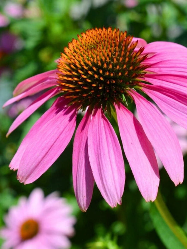 Echinacea angustifolia, Schmalblättriger Sonnenhut im Onlineshop der Bohlken Baumschulen