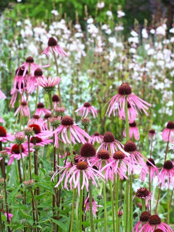 Echinacea pallida, Bleicher Scheinsonnenhut im Onlineshop der Bohlken Baumschulen