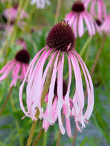 Echinacea pallida, Bleicher Scheinsonnenhut im Onlineshop der Bohlken Baumschulen