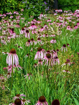 Echinacea pallida, Bleicher Scheinsonnenhut im Onlineshop der Bohlken Baumschulen