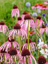 Echinacea pallida, Bleicher Scheinsonnenhut im Onlineshop der Bohlken Baumschulen