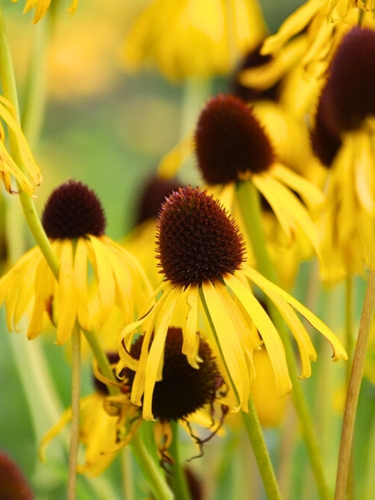 Echinacea paradoxa, Gelber Sonnenhut im Onlineshop der Bohlken Baumschulen