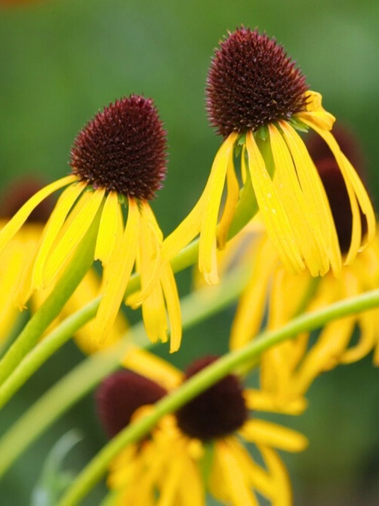 Echinacea paradoxa, Gelber Sonnenhut im Onlineshop der Bohlken Baumschulen