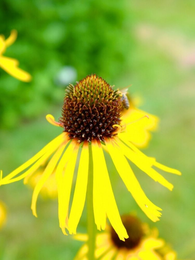 Echinacea paradoxa, Gelber Sonnenhut im Onlineshop der Bohlken Baumschulen