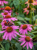 Echinacea purpurea, Purpur-Sonnenhut im Onlineshop der Bohlken Baumschulen