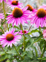 Echinacea purpurea, Purpur-Sonnenhut im Onlineshop der Bohlken Baumschulen