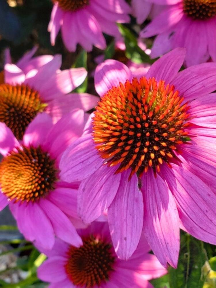 Echinacea purpurea, Purpur-Sonnenhut im Onlineshop der Bohlken Baumschulen