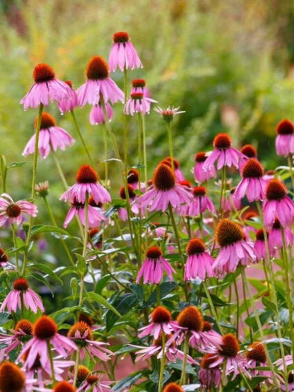 Echinacea purpurea, Purpur-Sonnenhut im Onlineshop der Bohlken Baumschulen