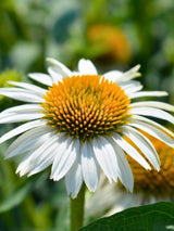 Echinacea purpurea 'Alba', Weißblühender Sonnenhut 'Alba' im Onlineshop der Bohlken Baumschulen