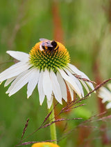 Echinacea purpurea 'Alba', Weißblühender Sonnenhut 'Alba' im Onlineshop der Bohlken Baumschulen