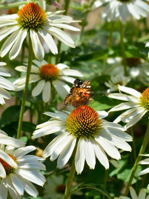 Echinacea purpurea 'Alba', Weißblühender Sonnenhut 'Alba' im Onlineshop der Bohlken Baumschulen