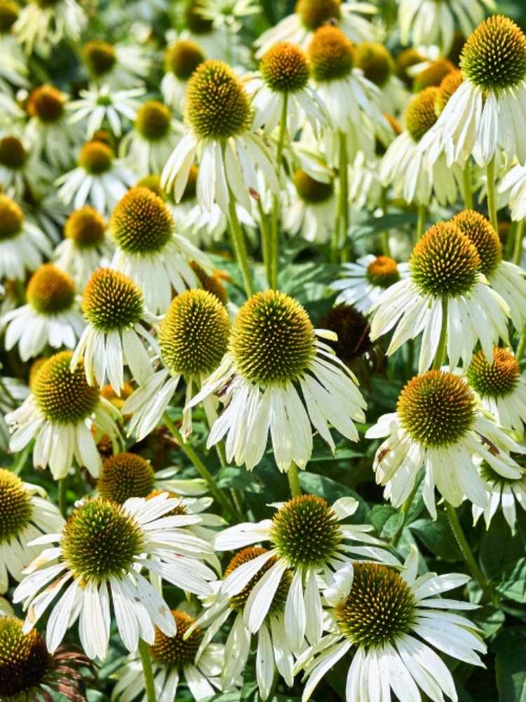 Echinacea purpurea 'Alba', Weißblühender Sonnenhut 'Alba' im Onlineshop der Bohlken Baumschulen