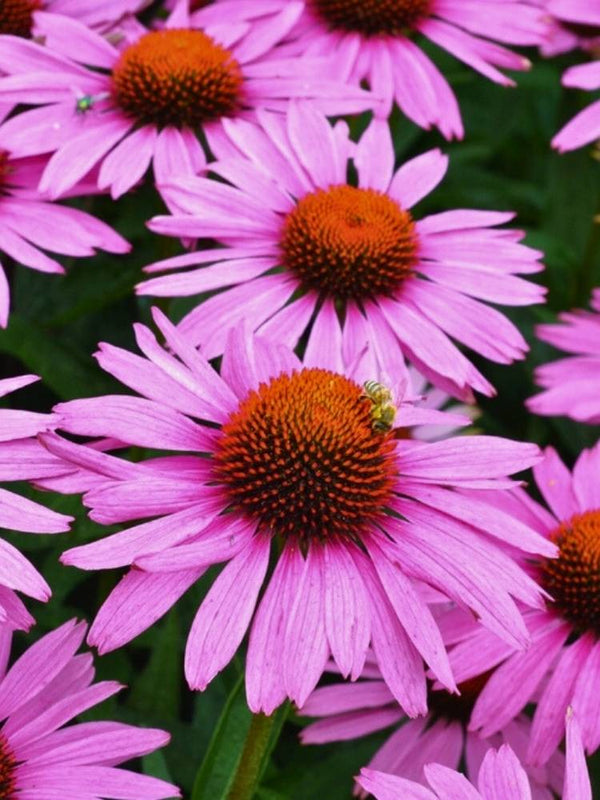 Echinacea purpurea 'Augustkönigin', Purpur-Sonnenhut 'Augustkönigin' im Onlineshop der Bohlken Baumschulen