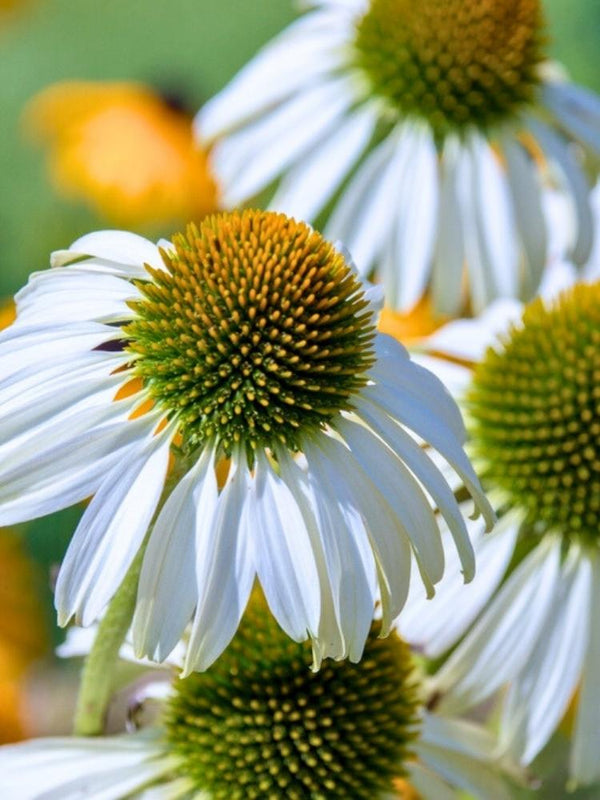 Echinacea purpurea 'Baby Swan White', Scheinsonnenhut 'Baby Swan White' im Onlineshop der Bohlken Baumschulen