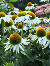 Echinacea purpurea 'Baby Swan White', Scheinsonnenhut 'Baby Swan White' im Onlineshop der Bohlken Baumschulen