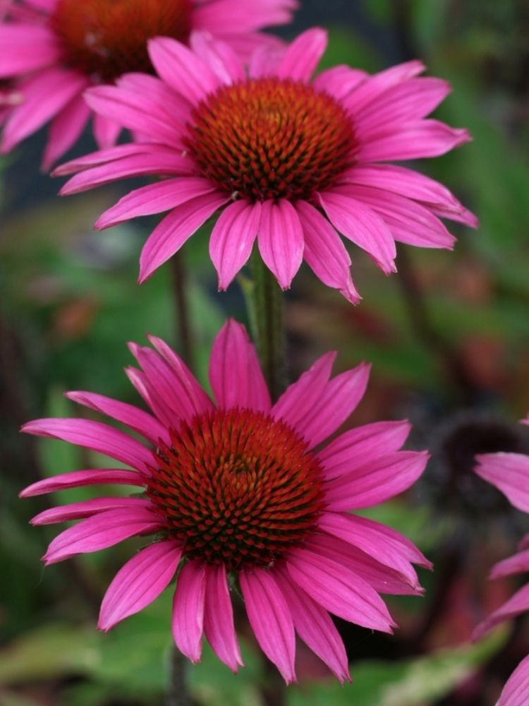 Echinacea purpurea 'Fatal Attraction' ®, Scheinsonnenhut 'Fatal Attraction' ® im Onlineshop der Bohlken Baumschulen