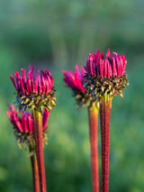 Echinacea purpurea 'Fatal Attraction' ®, Scheinsonnenhut 'Fatal Attraction' ® im Onlineshop der Bohlken Baumschulen