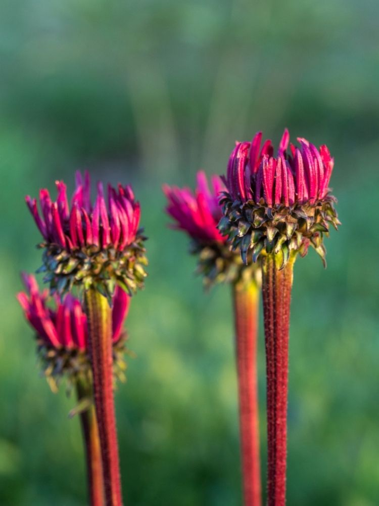 Echinacea purpurea 'Fatal Attraction' ®, Scheinsonnenhut 'Fatal Attraction' ® im Onlineshop der Bohlken Baumschulen