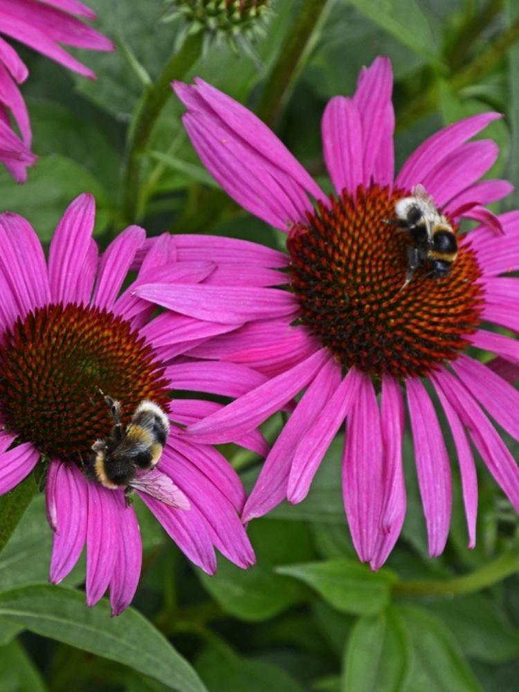 Echinacea purpurea 'Fatal Attraction' ®, Scheinsonnenhut 'Fatal Attraction' ® im Onlineshop der Bohlken Baumschulen