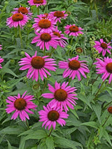 Echinacea purpurea 'Fatal Attraction' ®, Scheinsonnenhut 'Fatal Attraction' ® im Onlineshop der Bohlken Baumschulen