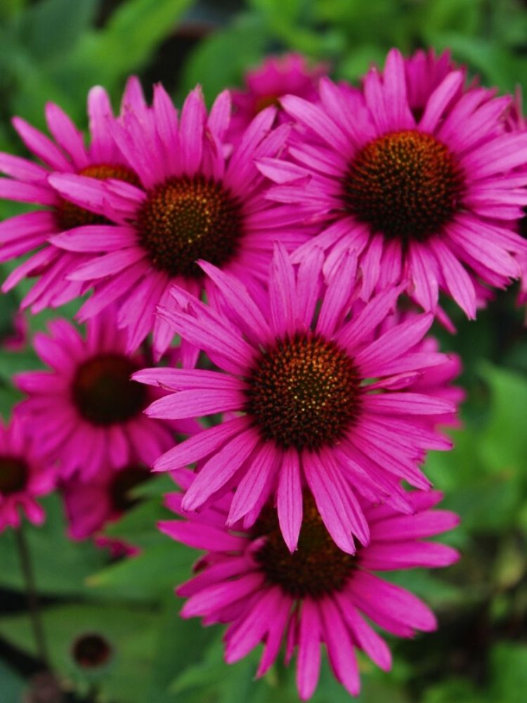 Echinacea purpurea 'Fatal Attraction' ®, Scheinsonnenhut 'Fatal Attraction' ® im Onlineshop der Bohlken Baumschulen