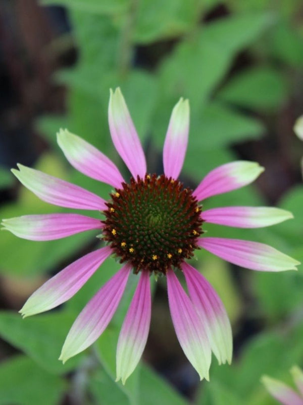 Echinacea purpurea 'Green Envy', Scheinsonnenhut 'Green Envy' ® im Onlineshop der Bohlken Baumschulen