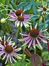 Echinacea purpurea 'Green Envy', Scheinsonnenhut 'Green Envy' ® im Onlineshop der Bohlken Baumschulen