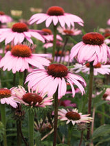 Echinacea purpurea 'Hope' ®, Sonnenhut 'Hope' ® im Onlineshop der Bohlken Baumschulen