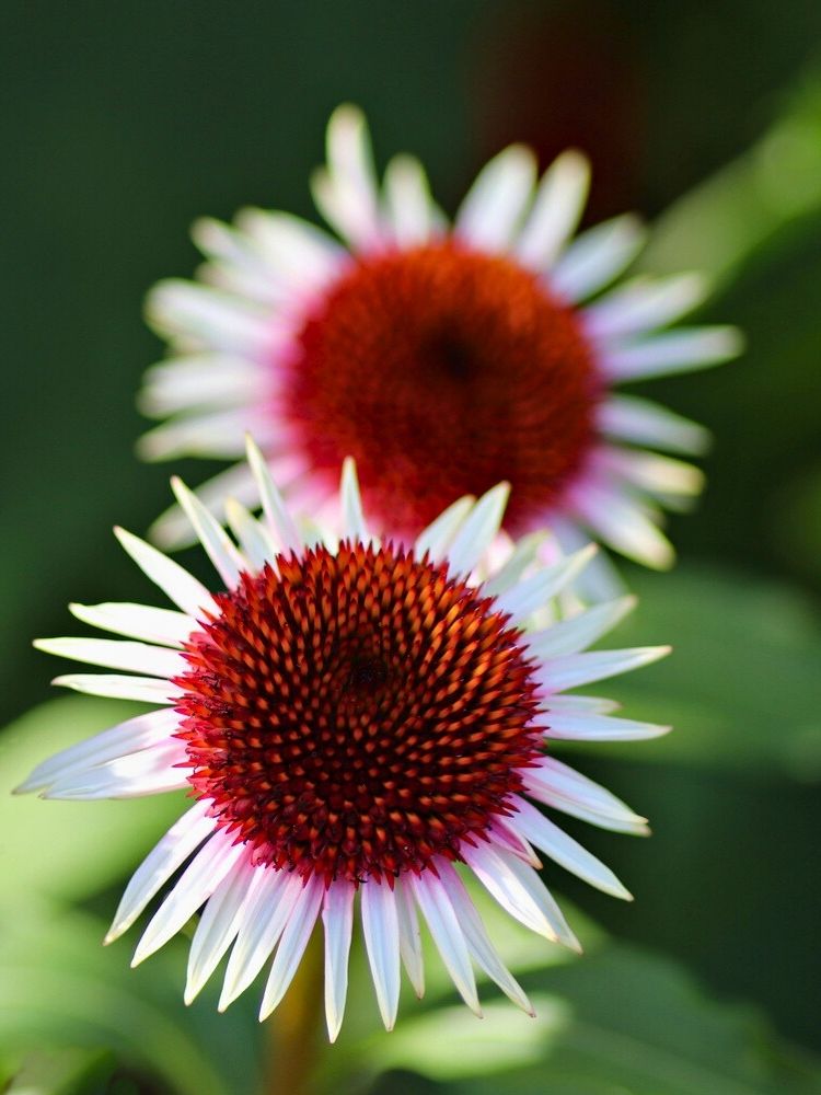 Echinacea purpurea 'Hope' ®, Sonnenhut 'Hope' ® im Onlineshop der Bohlken Baumschulen